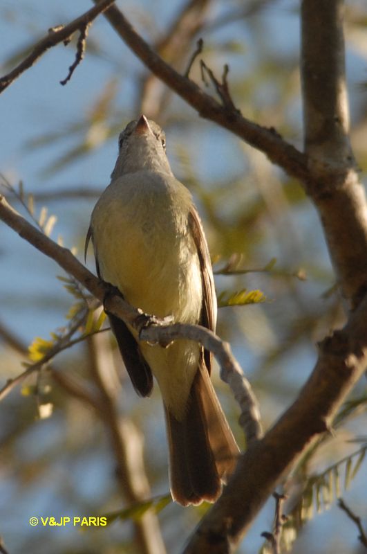 Elaenia parvirostris
