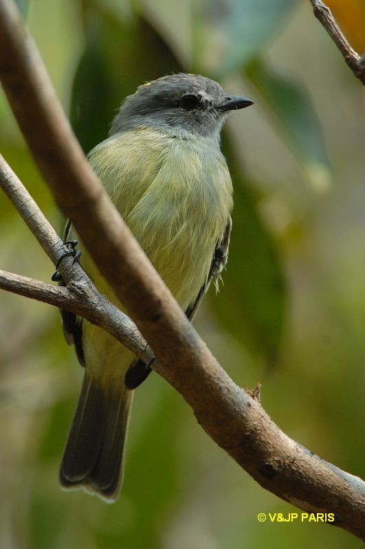 Tyrannulus elatus