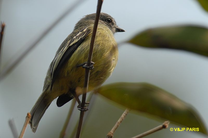 Tyrannulus elatus