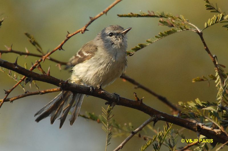 Inezia inornata