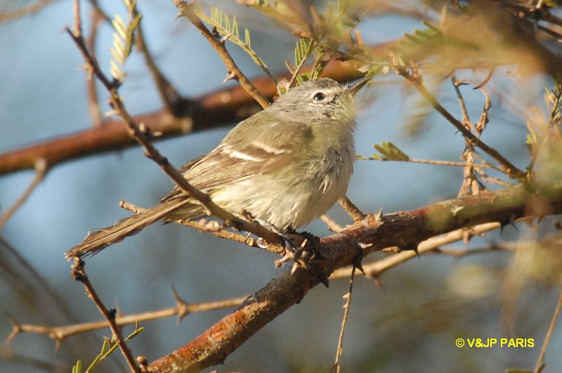 Inezia inornata