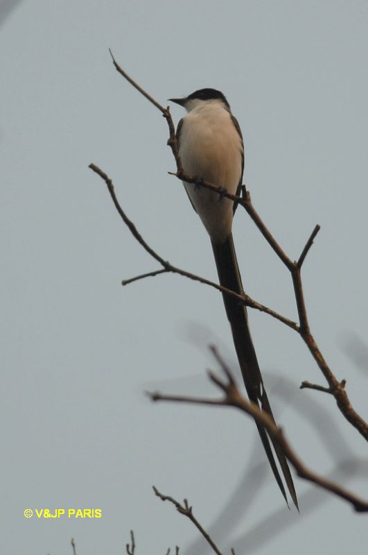 Tyrannus savana