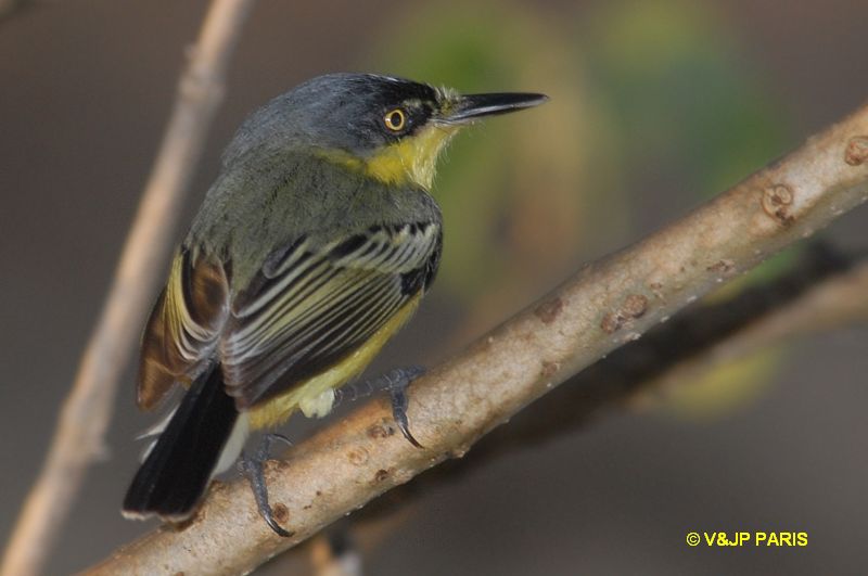 Todirostrum cinereum