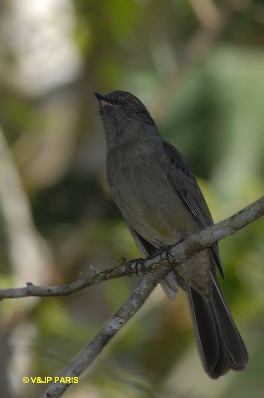 Rhytipterna simplex