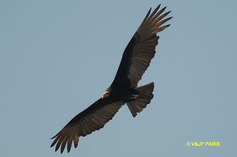 Cathartes burrovianus