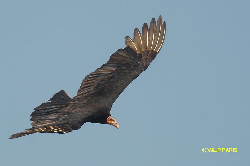 Cathartes burrovianus