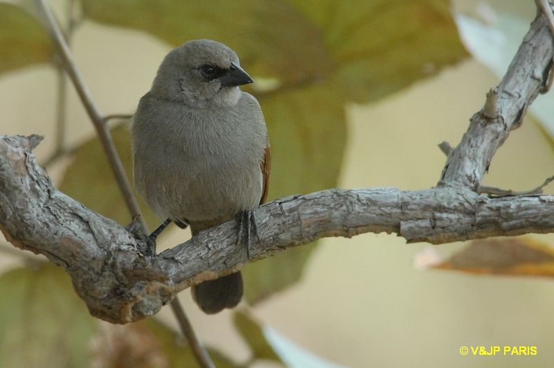 Agelaioides badius