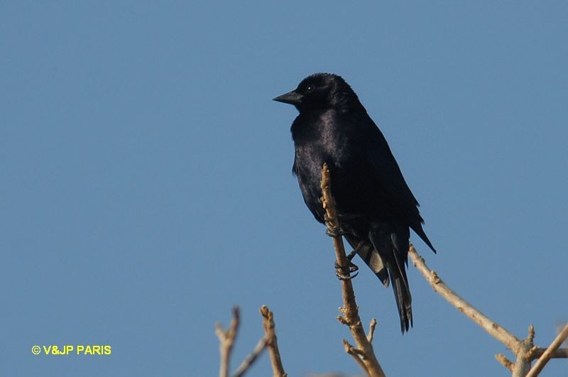 Molothrus bonariensis