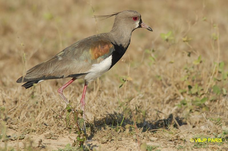 Vanellus chilensis