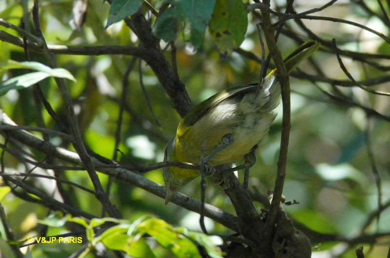 Cyclarhis gujanensis