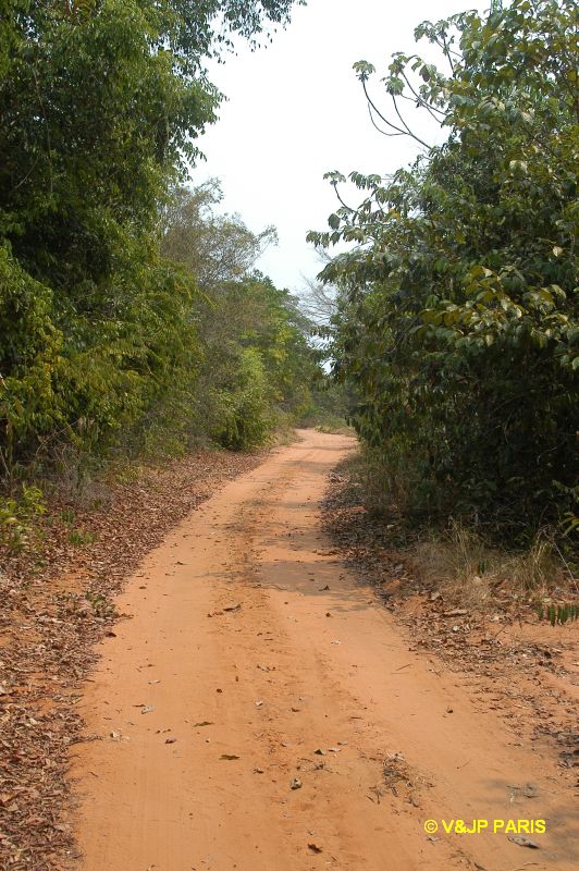 São José do Rio Claro, Jardim da Amaz...