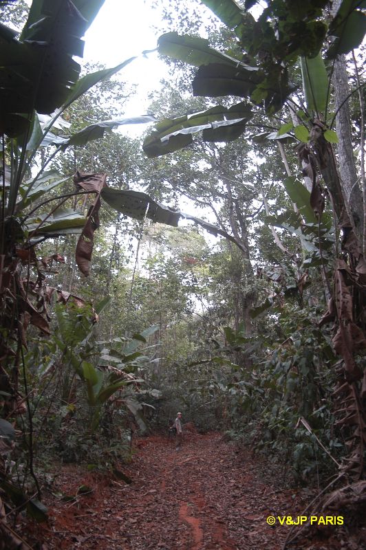 São José do Rio Claro, Jardim da Amaz...