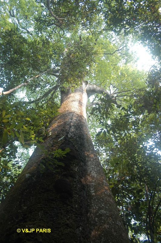 São José do Rio Claro, Jardim da Amaz...