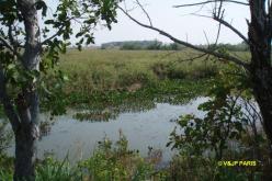 Pantanal