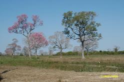 Pantanal, Fazenda Santa Tereza