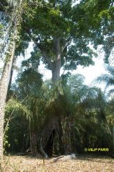 Serra das Araras
