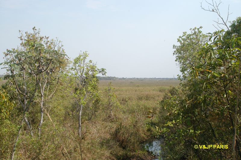 Pantanal