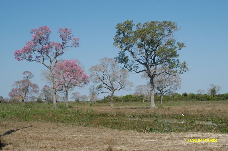 Pantanal, Fazenda Santa Tereza