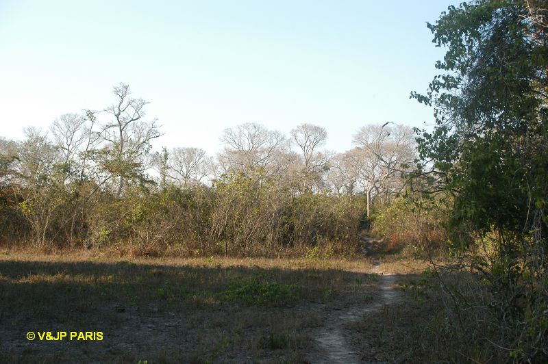 Pantanal, Fazenda Santa Tereza