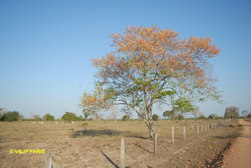 Pantanal, Fazenda Santa Tereza
