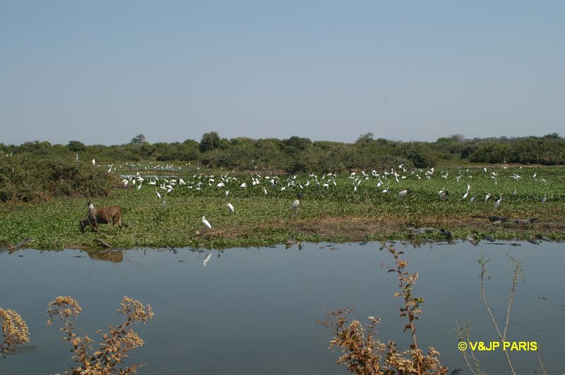 Pantanal