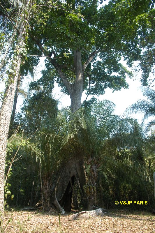 Serra das Araras
