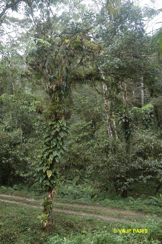 Ubatuba, Fazenda Capricornio