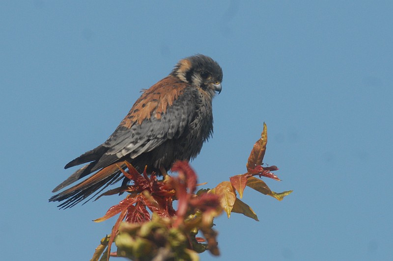 Falco sparverius