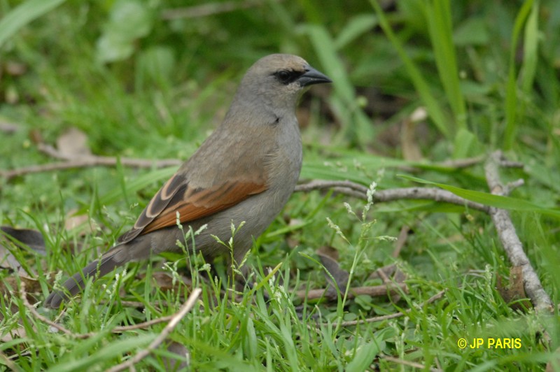 Agelaioides badius