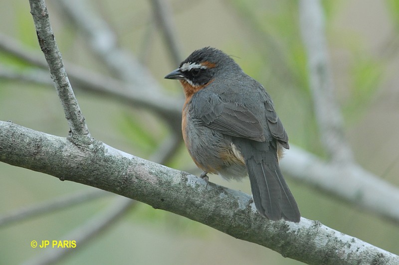 Poospiza nigrorufa
