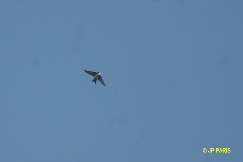 Pygochelidon cyanoleuca