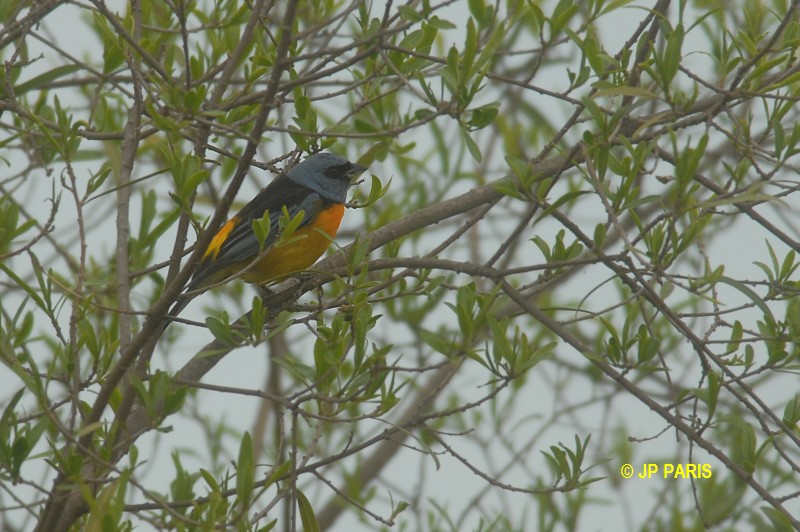 Thraupis bonariensis