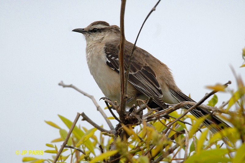 Mimus saturninus