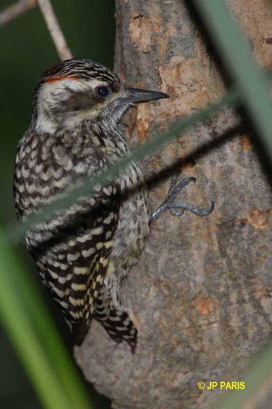 Veniliornis mixtus
