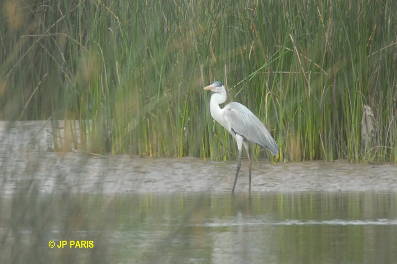 Ardea cocoi