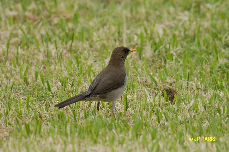 Turdus amaurochalinus