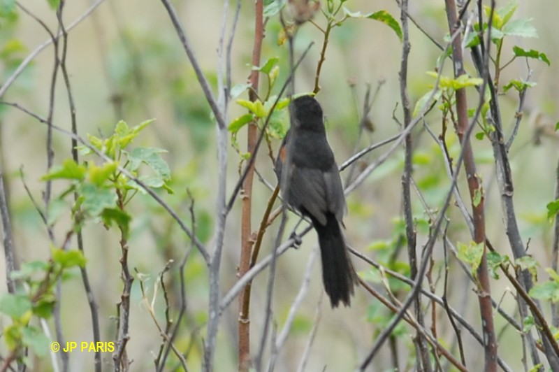 Icterus cayanensis