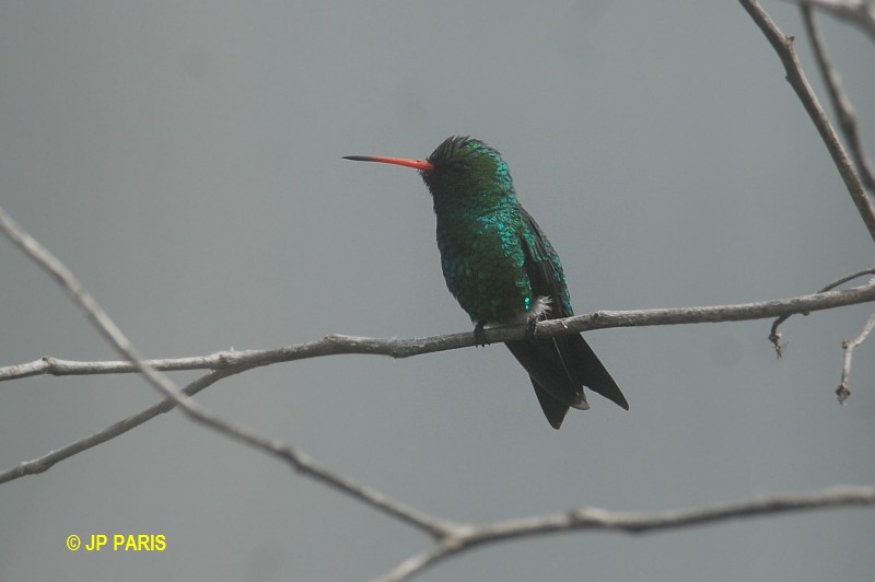 Chlorostilbon lucidus