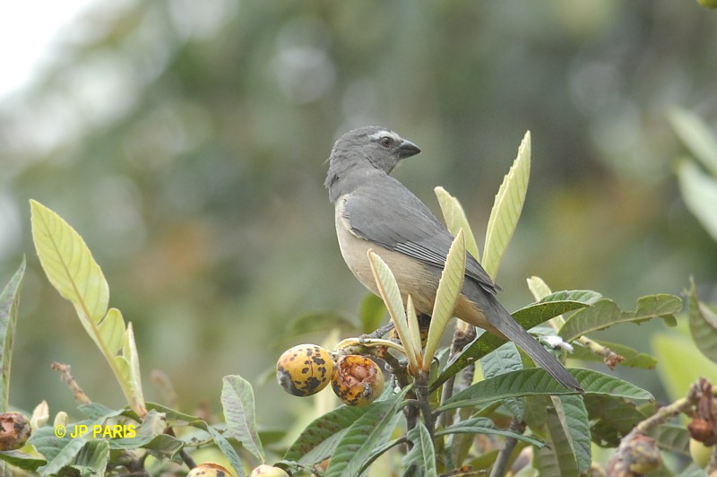 Saltator coerulescens