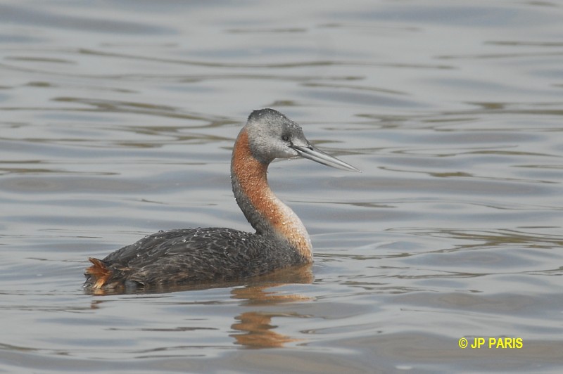 Podiceps major