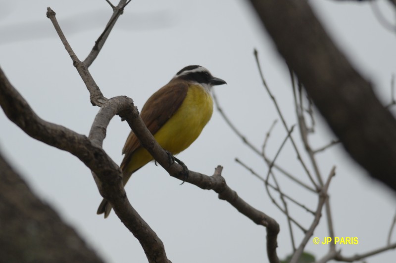 Pitangus sulphuratus