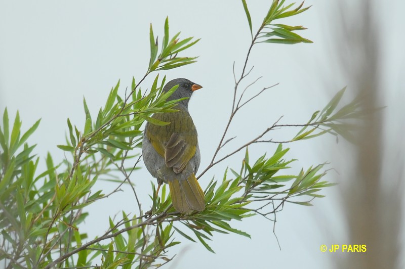 Embernagra platensis