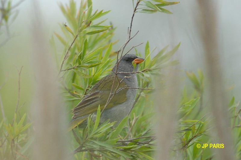 Embernagra platensis