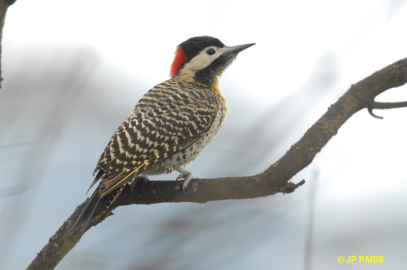 Colaptes melanochloros