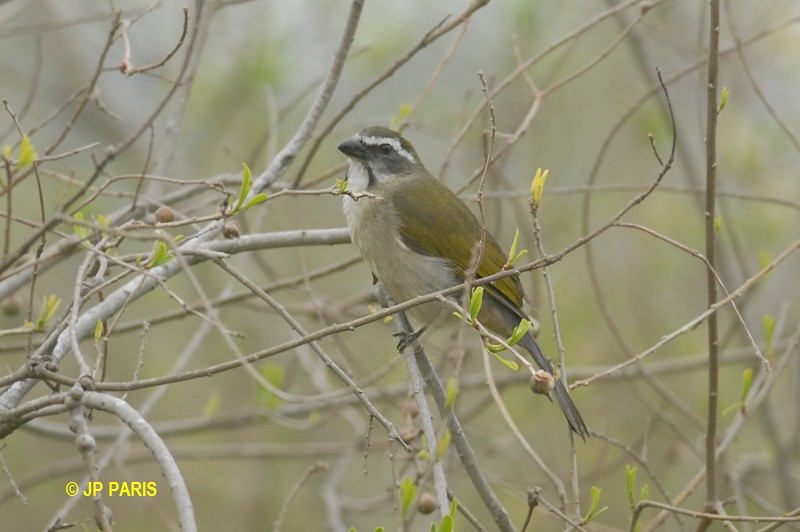 Saltator similis