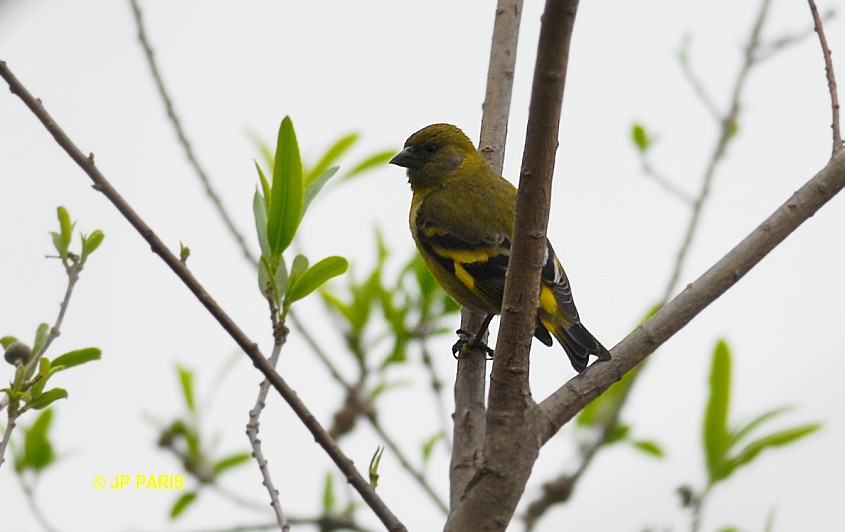 Chardonneret de Magellan