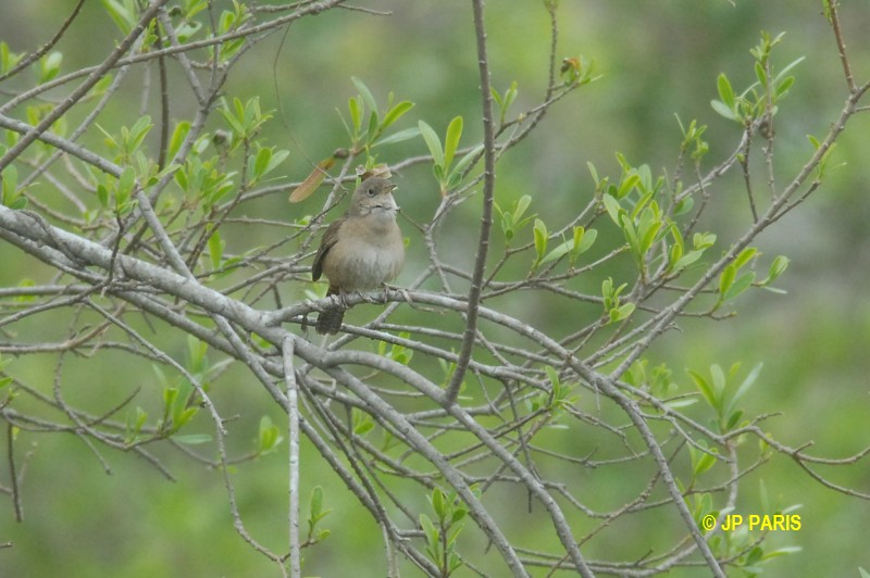 Troglodytes aedon