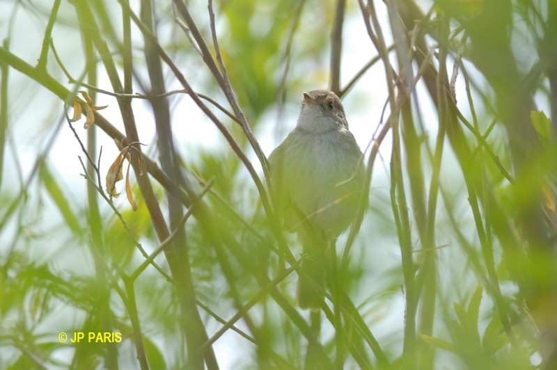 Troglodytes aedon