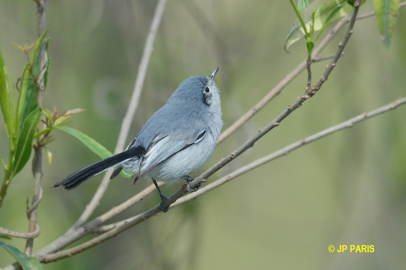 Polioptila dumicola