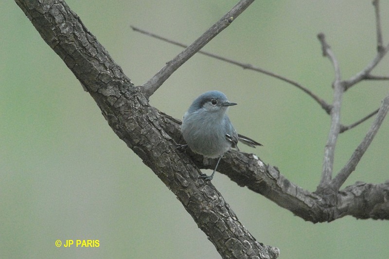 Polioptila dumicola